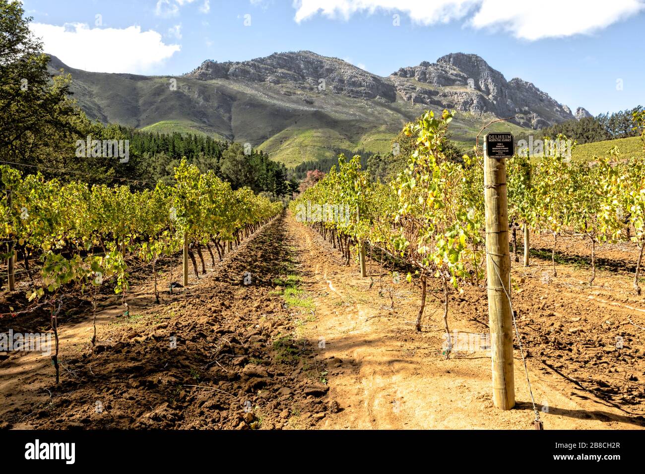 Filari di vitigni sani Semillon coltivati presso la Fattoria del vino di Delheim a Stellenbosch, provincia del Capo, Sudafrica Foto Stock
