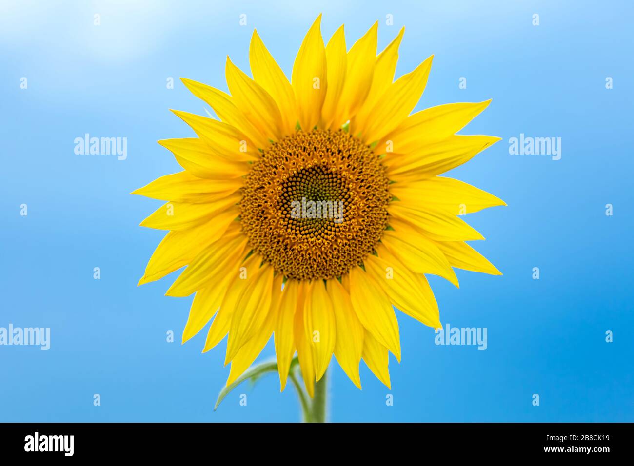 un girasole con un cielo blu sullo sfondo Foto Stock
