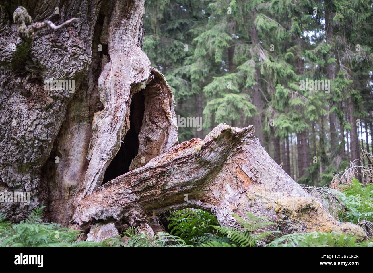 Alte märchenhafte Gerichtseiche im Reinhardswald Foto Stock