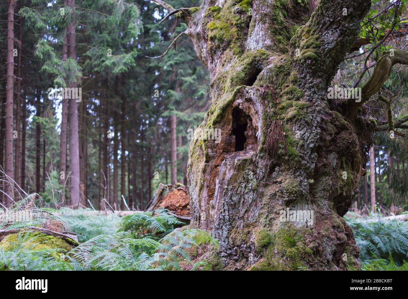 Alte märchenhafte Gerichtseiche im Reinhardswald Foto Stock