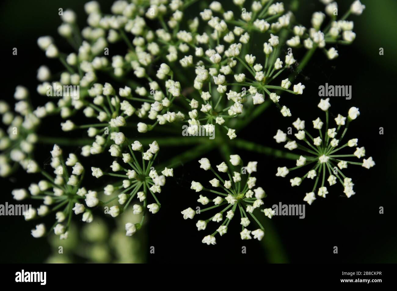 Infiammazioni con fiori e gemme di Anthriscus sylvestris pianta. Primo piano. Questa pianta è conosciuta come prezzemolo di mucca, chervino selvatico, prezzemolo selvatico Foto Stock