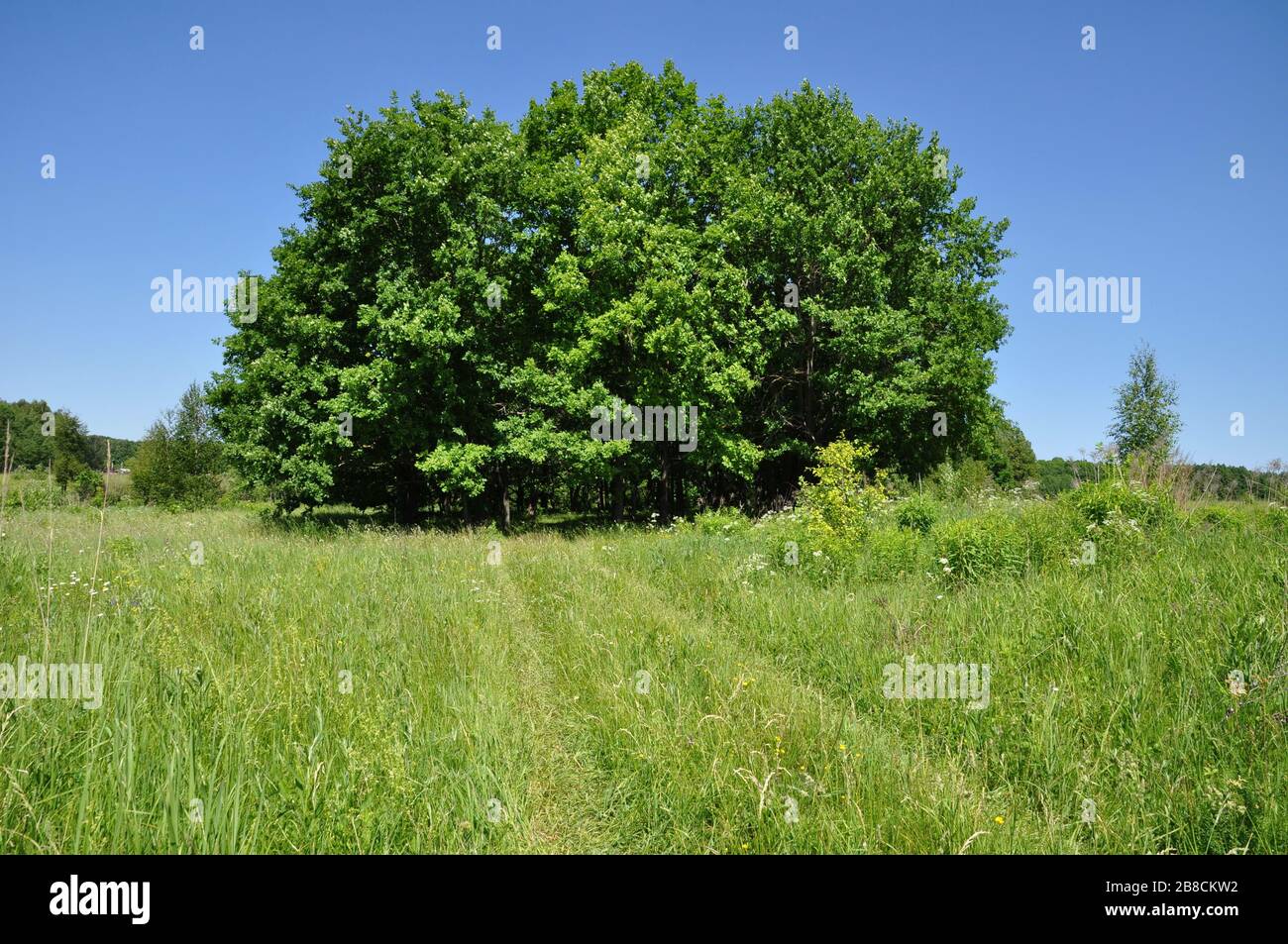 Paesaggio rurale con gruppo di alberi, campo, cielo senza nuvole e foresta sullo sfondo. Foto Stock