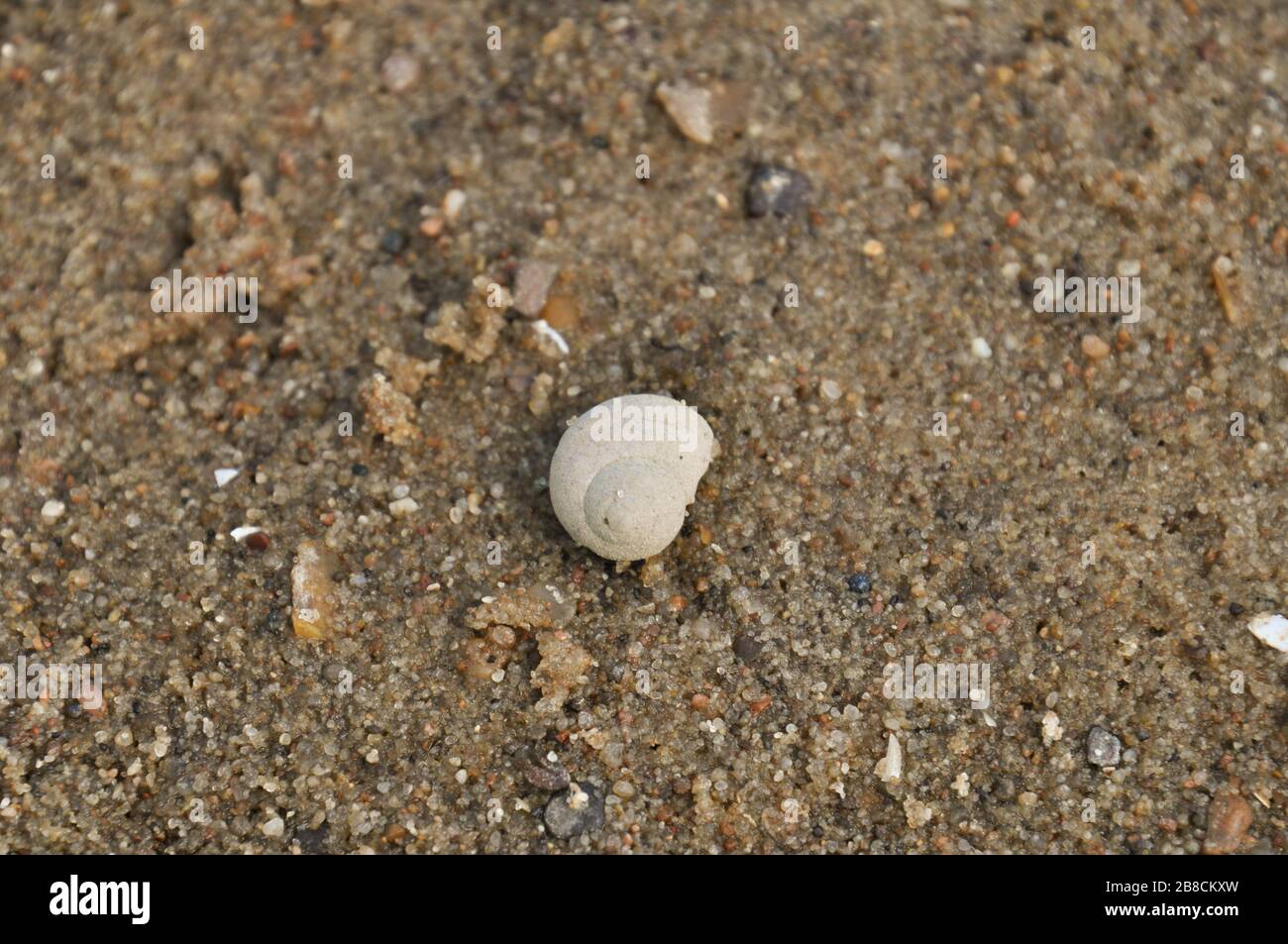 Guscio di gasropodi spiralato bianco che giace sulla sabbia bagnata. Foto Stock
