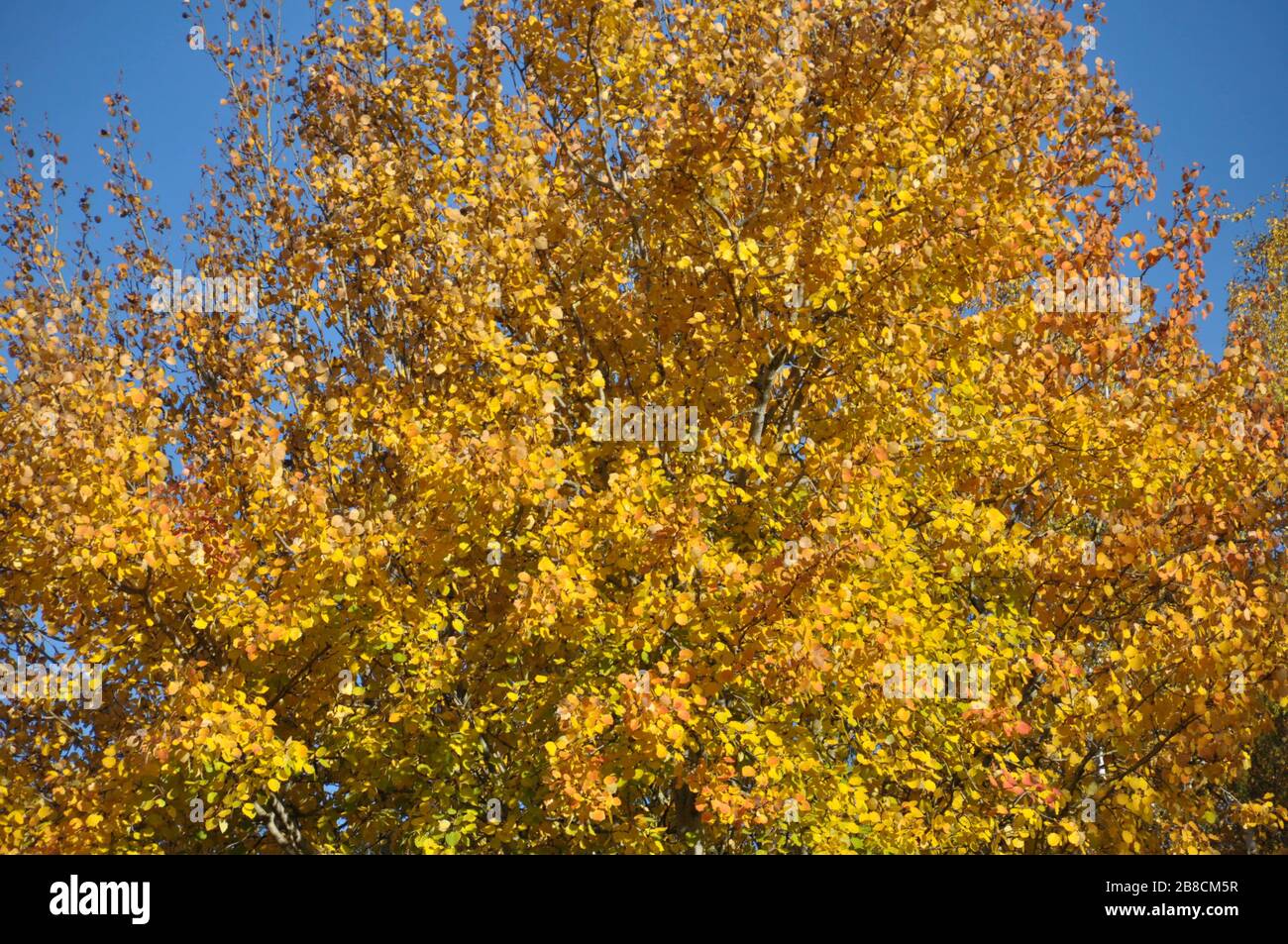 Fogliame dorato brillante su un albero contro un cielo blu. Foto Stock