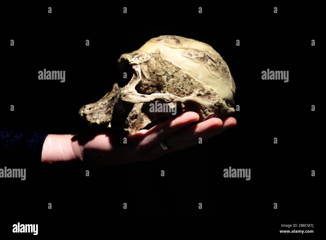 Modello di cranio antenato umano (Australopithecus africanus) su una mano. Sfondo scuro. Foto Stock