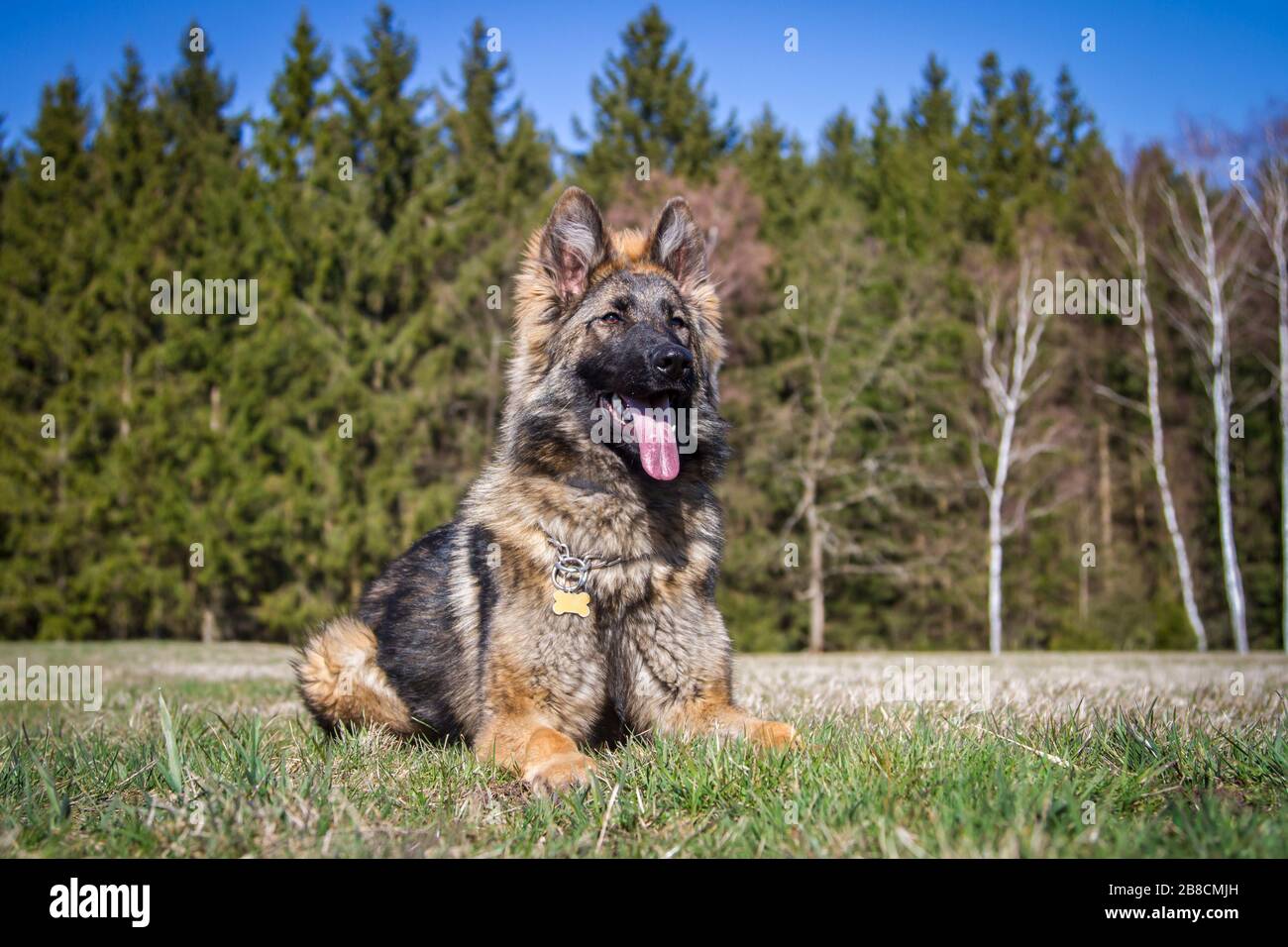 Cane pastore tedesco a pelo lungo (cane alsaziano) sdraiato su un prato Foto Stock