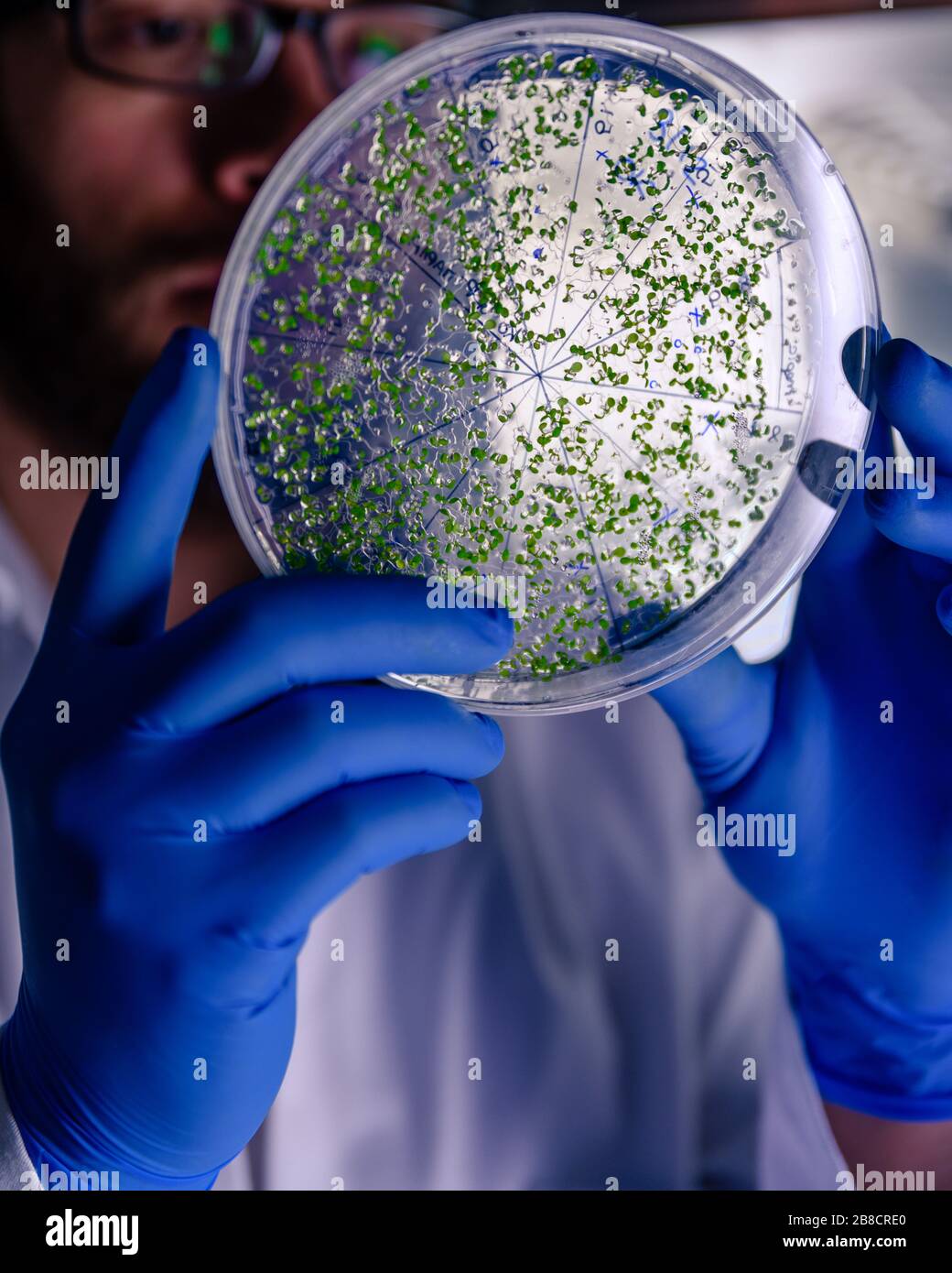 Manipolazione scientifica di colture in capsule di Petri in frigorifero da laboratorio bioscienza. Concetto di scienza, laboratorio e studio delle malattie. Coronavirus Foto Stock