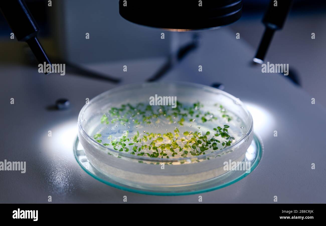 La coltura in una capsula di Petri sotto uno stereomicroscopio leggero è esaminata per la ricerca di bioscienza farmaceutica. Concetto di scienza, laboratorio e studio di Foto Stock