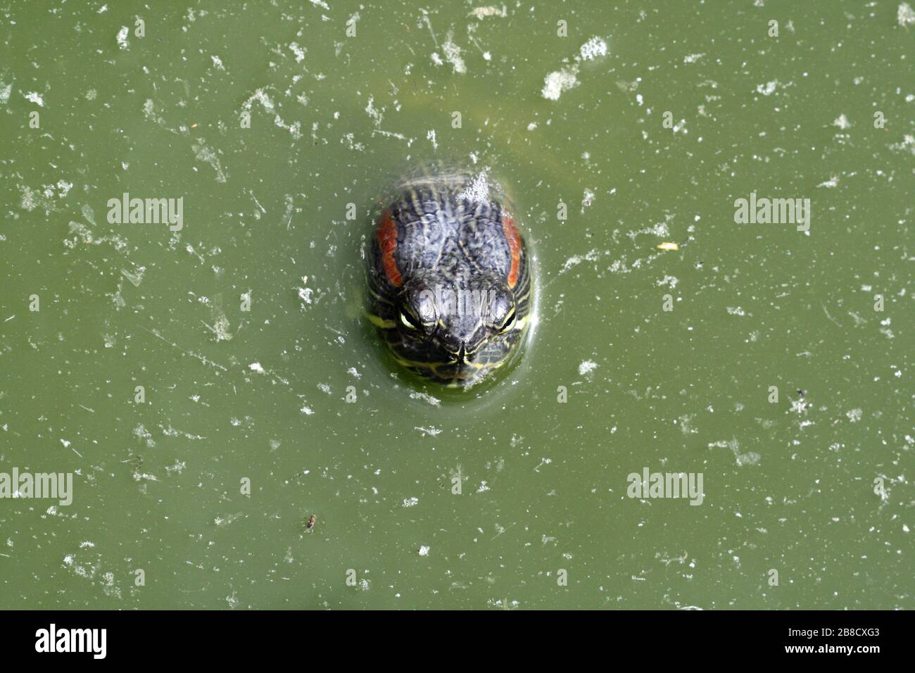 Rotwangen-Schmuckschildkröte Foto Stock