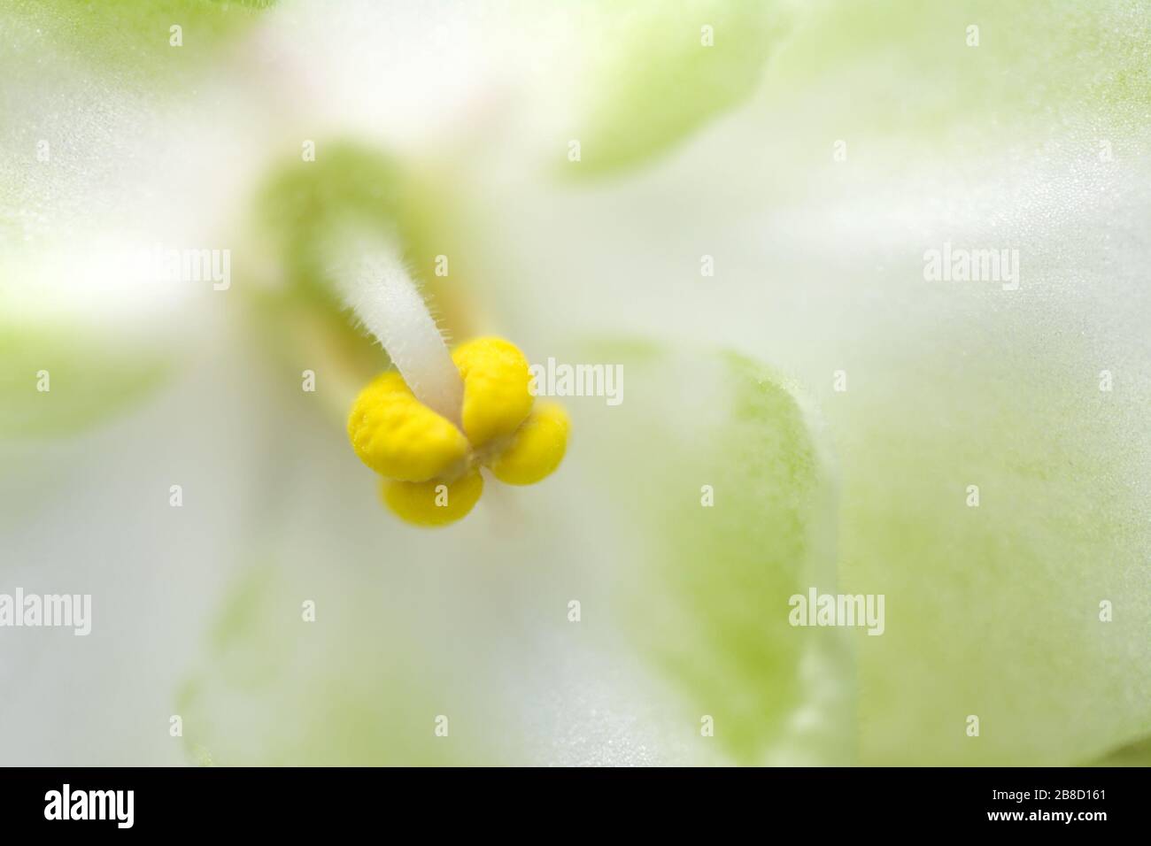 Tyalka viola macro, vista ravvicinata. Bella primavera ancora vita. CopySpace per il testo Foto Stock
