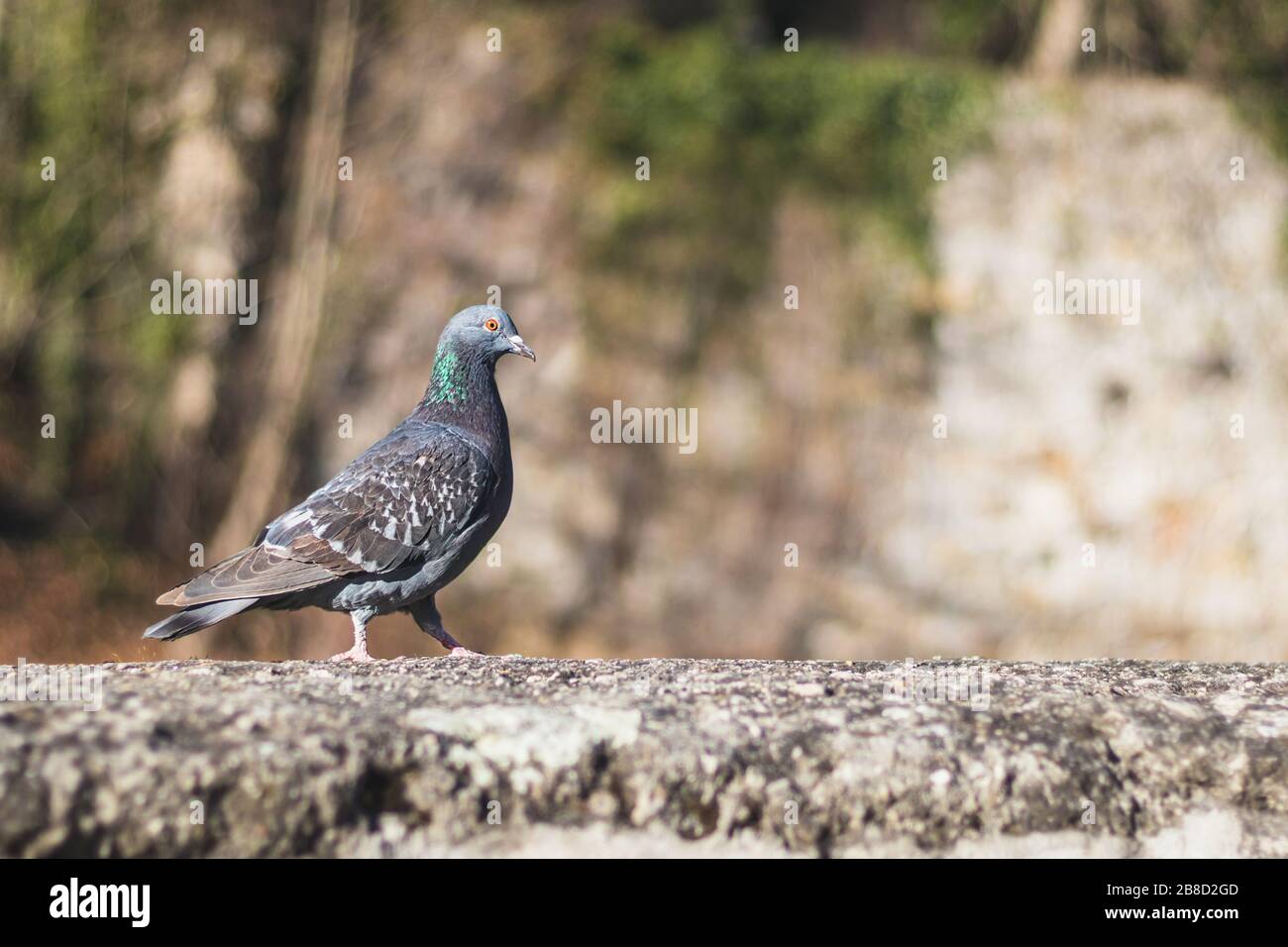 piccione in piedi su una parete di pietra, sfondo sfocato Foto Stock