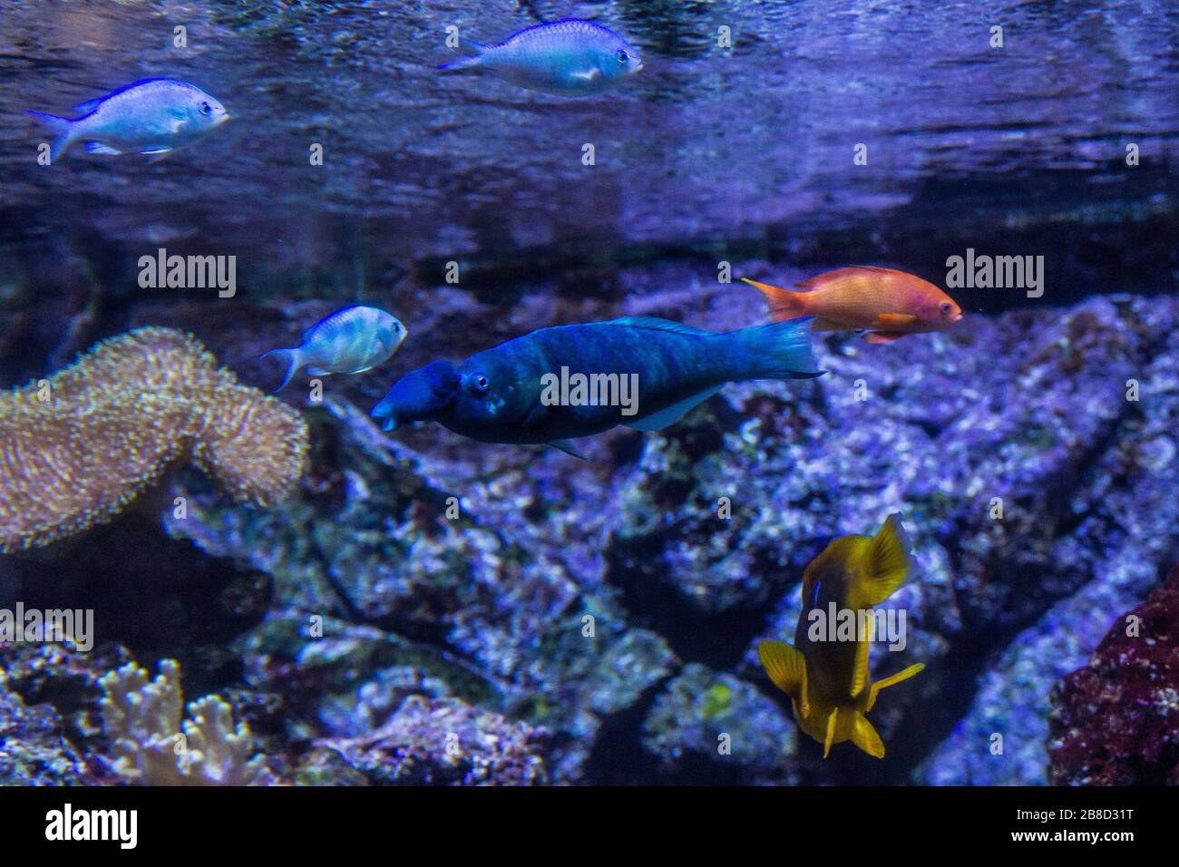 Pesci nell'acquario di Genova Foto Stock