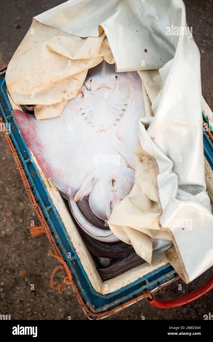 Pesce di razza pungente in scatola, villaggio di pescatori, Essaouira Foto Stock