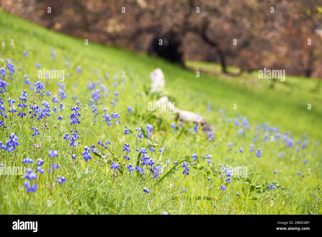 I lupini del cielo della California o lupinus nanus fioriscono abbondantemente su una collina con erba fresca e un albero di quercia in marzo a Windsor, contea di Sonoma, California. Foto Stock