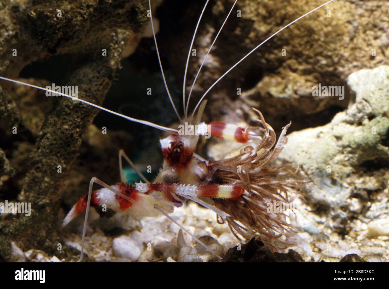 Gamberi corallo striato (Stenopus hispidus), mangiare un tubeworme di piume Foto Stock