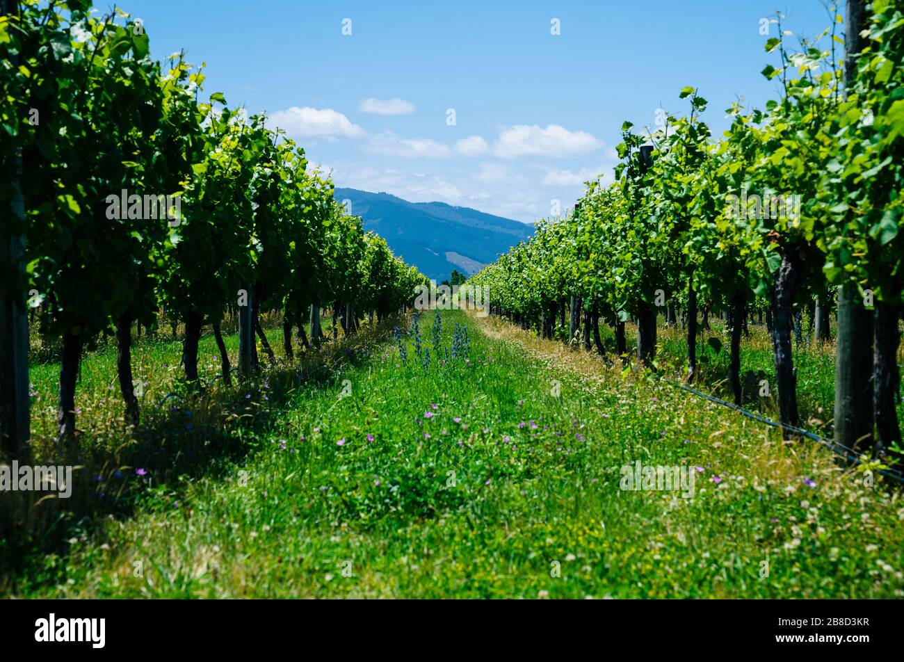 Vigneto d'uva in estate, Blenheim, Marlborough, Nuova Zelanda Foto Stock