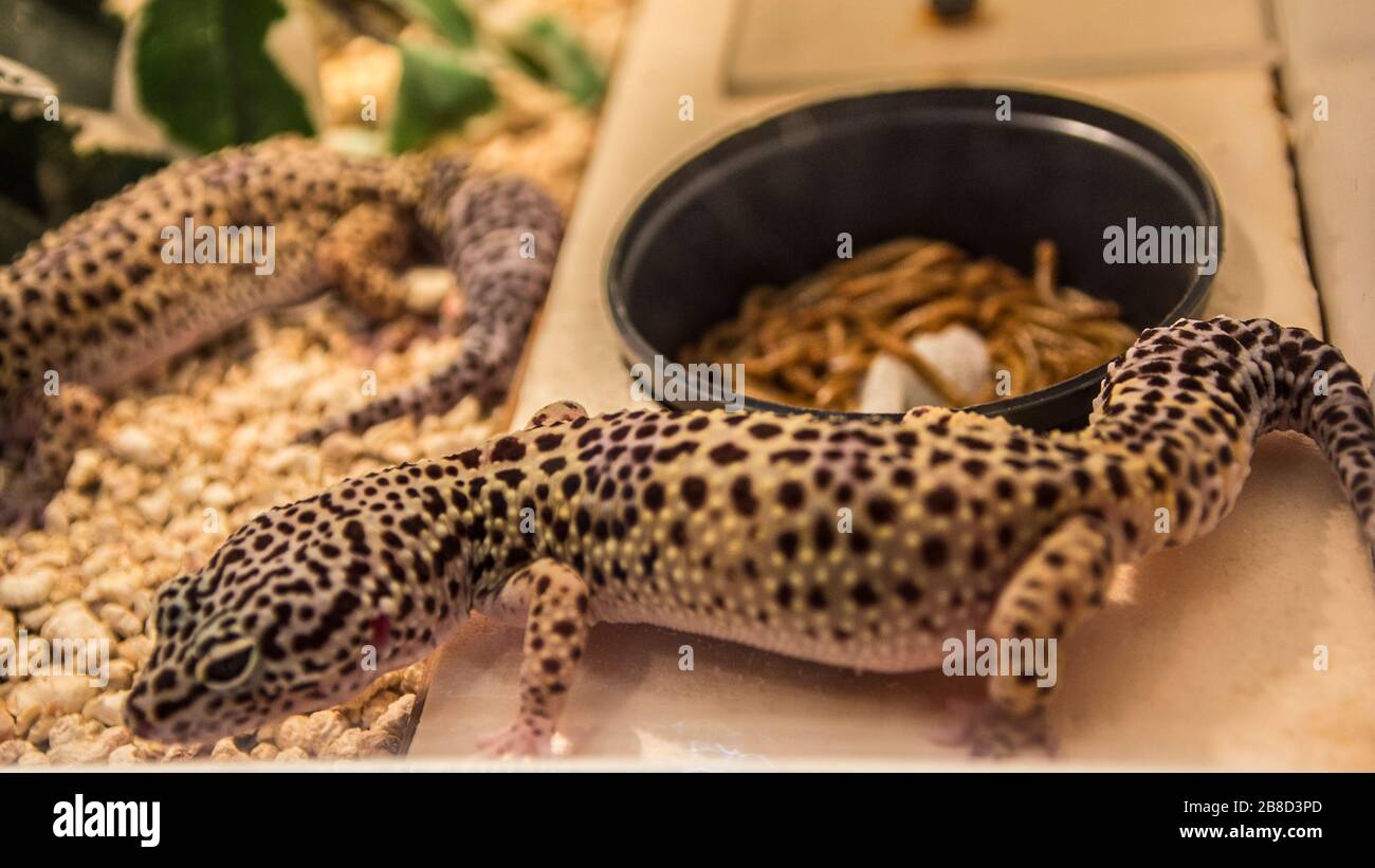Catturato nel terrarium dello zoo Foto Stock