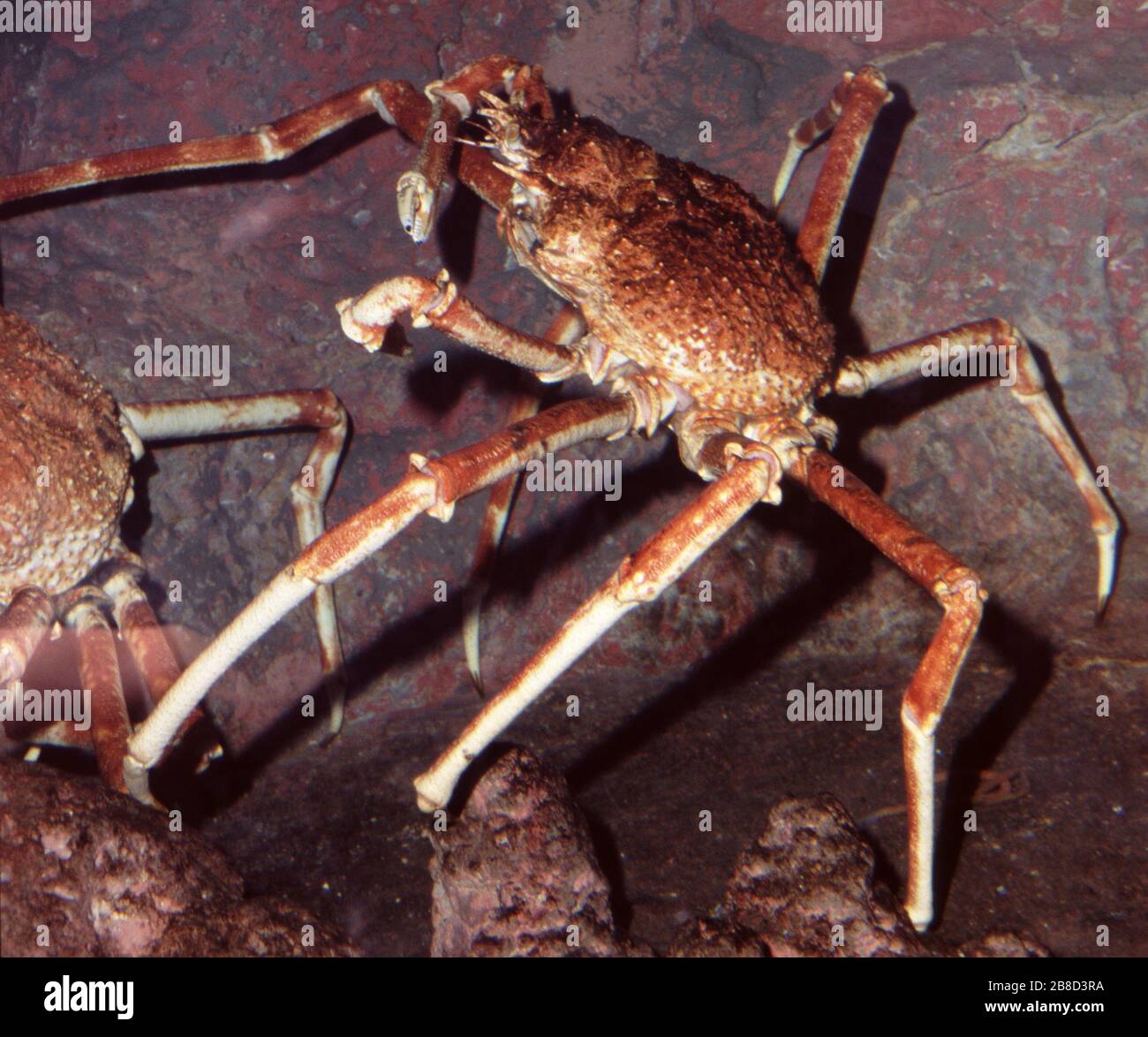 Granchio ragno giapponese (Macrocheira kaempferi) Foto Stock