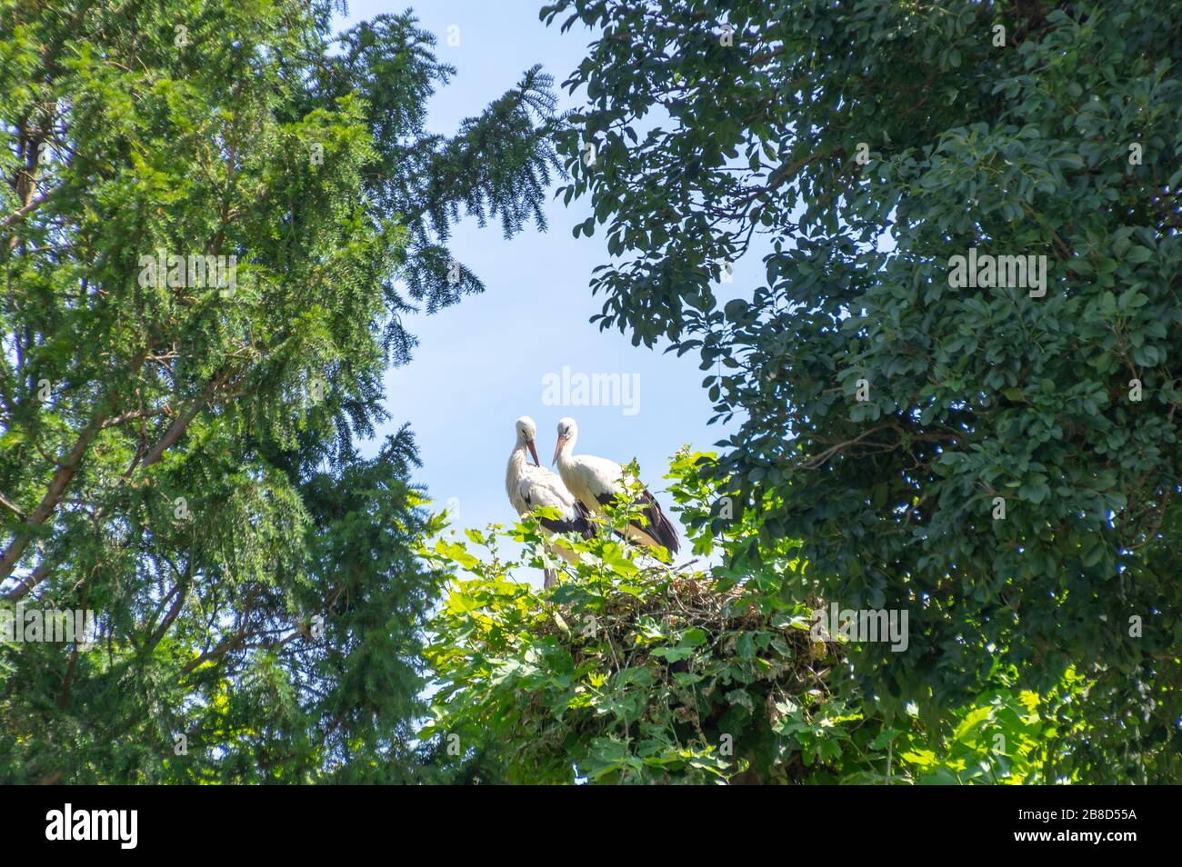 Un paio di cicogne bianche nel loro nido nel parco Orangerie a Strasburgo, Francia. Foto Stock