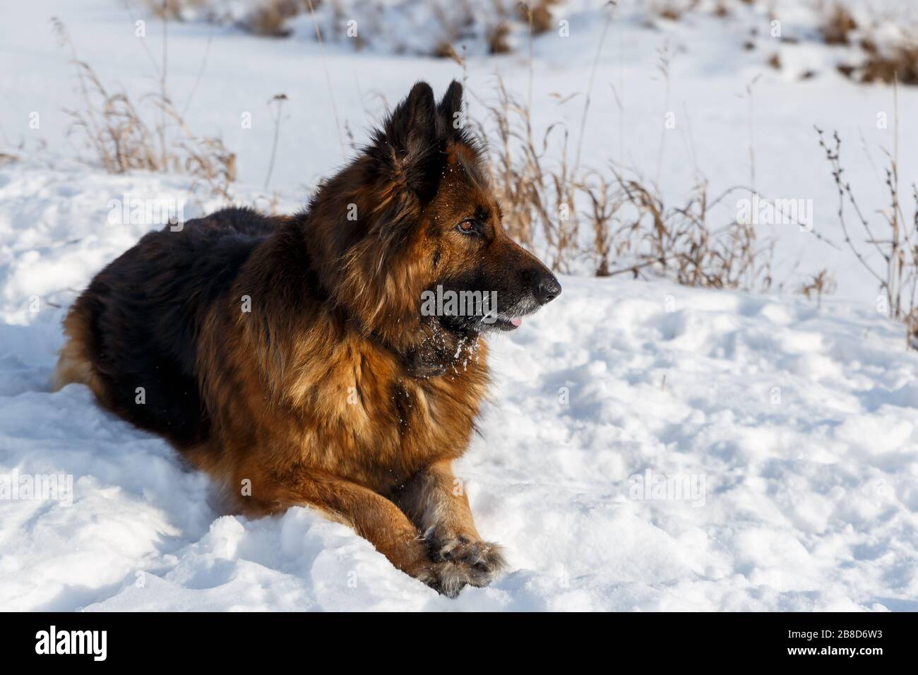 Il cane pastore tedesco si trova nella neve Foto stock - Alamy