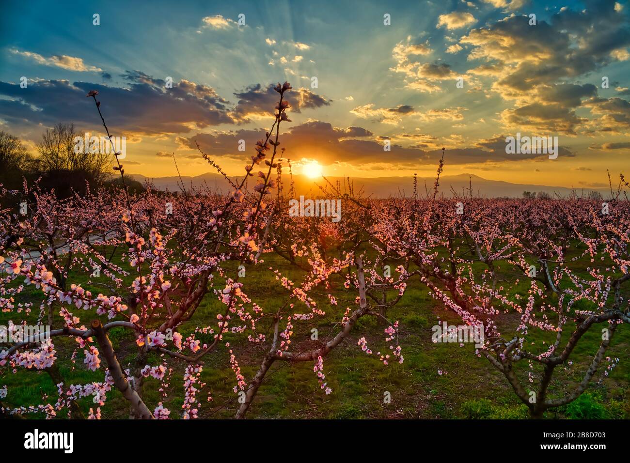Veduta aerea del frutteto di pesche fiorite al tramonto in primavera nella pianura di Veria nel nord della Grecia Foto Stock