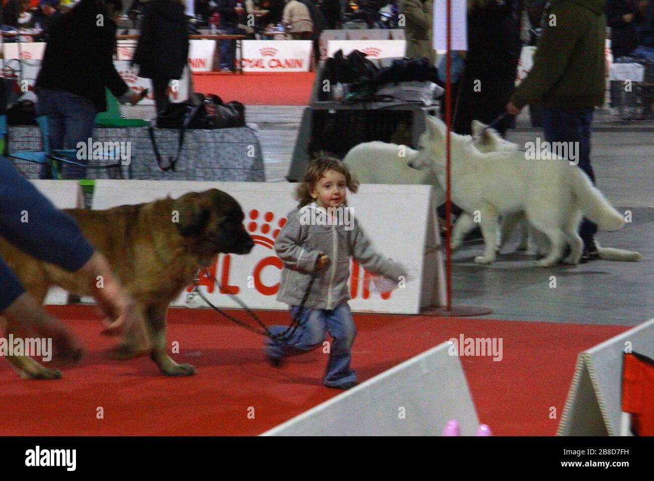Cani in concorso all'evento del cane Foto Stock