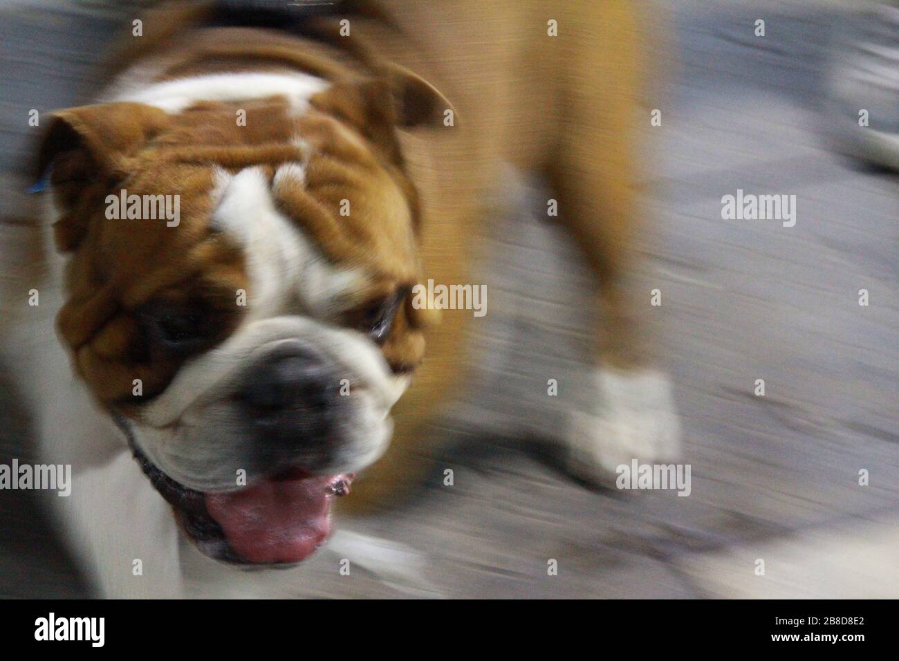 Ritratto di un bulldog Foto Stock