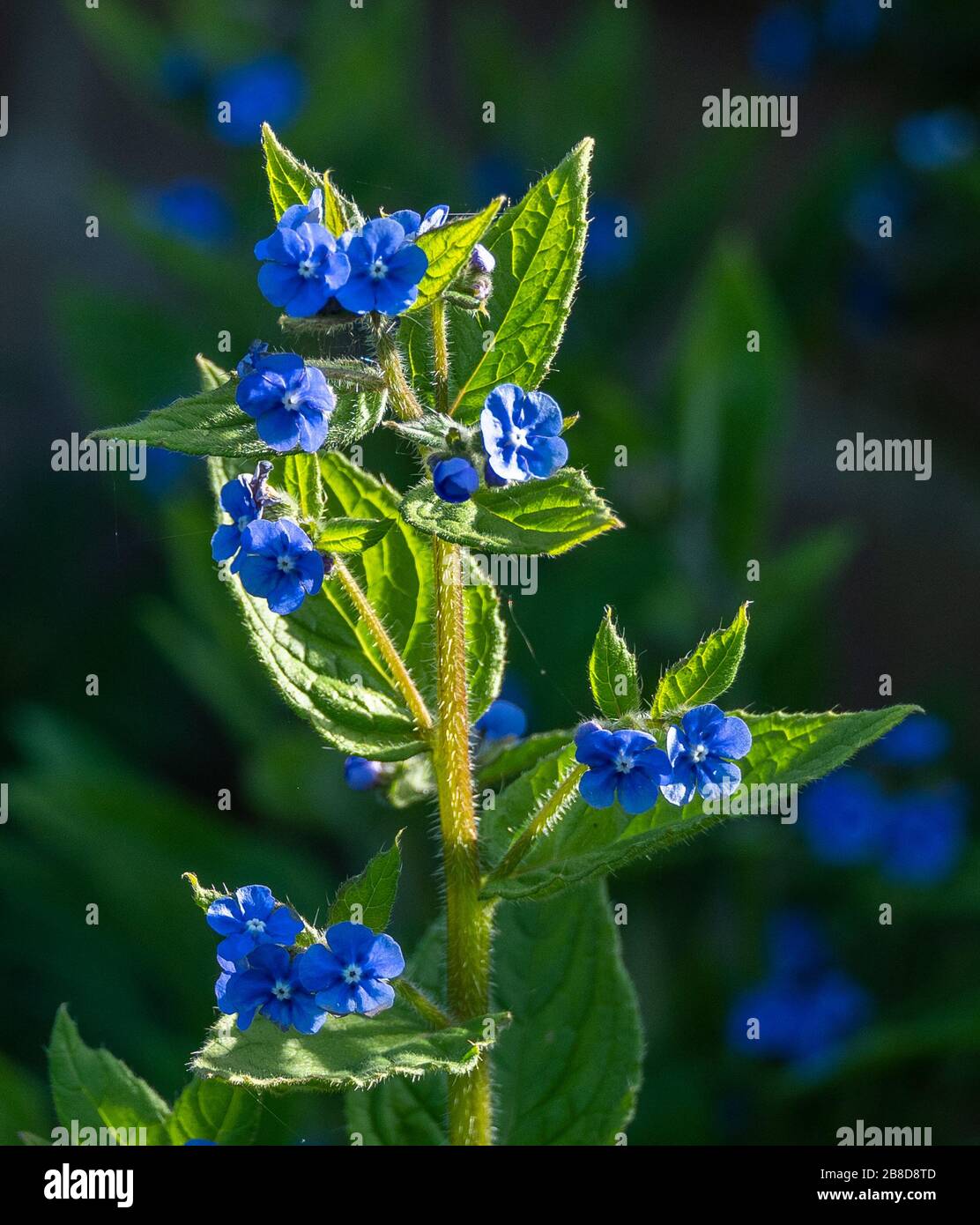 Green Alkanet Pentaglottis sempervirens al confine perenne di un giardino di campagna inglese nel Derbyshire UK Foto Stock