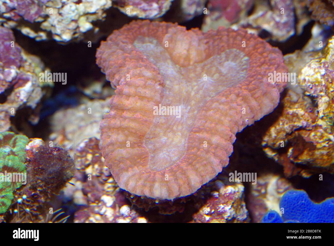 Corallo cerebrale lobato, Lobophyllia hemprichii Foto Stock