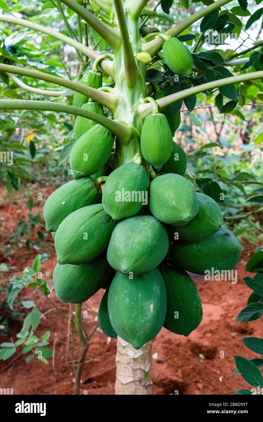 Papaya Papaw o Pawpaw Carica papaya frutti su un albero che cresce in un ambiente di permacultura in Kenya Foto Stock