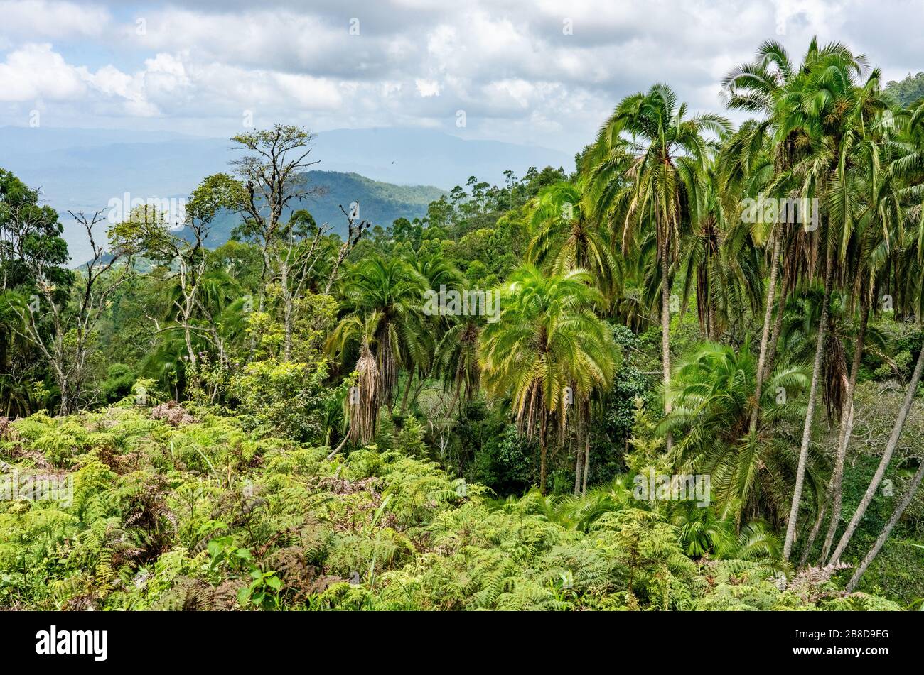Lussureggiante vegetazione tropicale alta nelle colline Sagalla del Kenya meridionale vicino alla città di voi Foto Stock