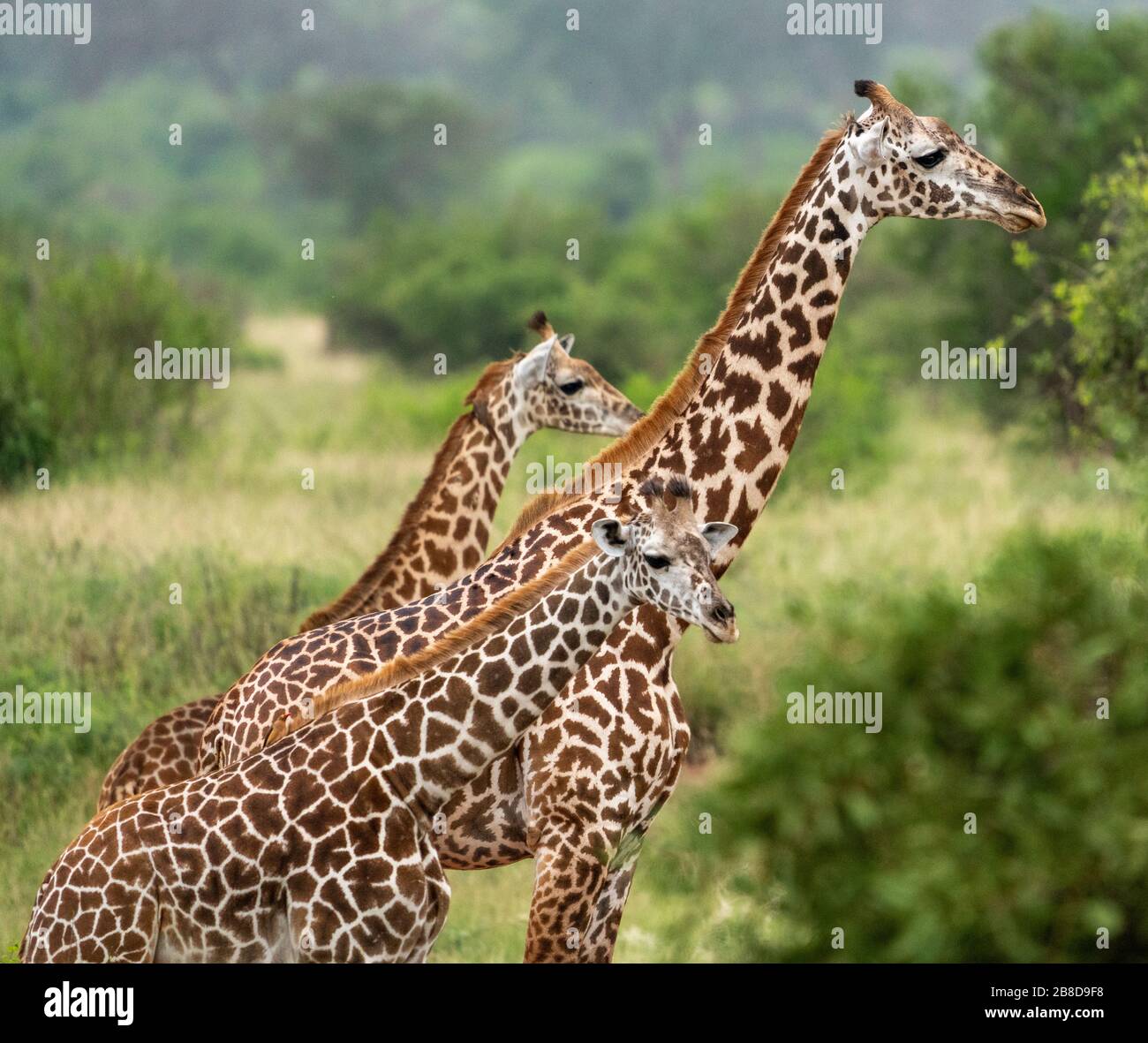 Donna e due giovani Masai Giraffe Giraffa camelopardalis Tippelskirchi al Parco Nazionale del Tsavo Kenya Foto Stock