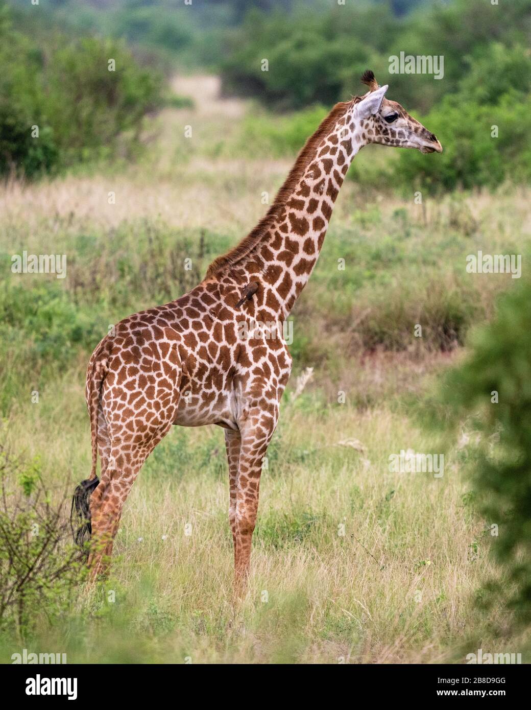 Giovane Masai Giraffe Giraffa camelopardalis tippelskirchi al Parco Nazionale Tsavo Kenya Foto Stock