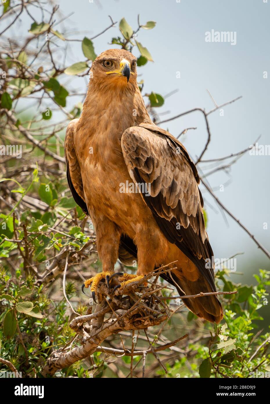 Tawny Eagle Aquila rapace arroccato sulla bassa macchia nel Parco Nazionale Est di Tsavo in Kenya Foto Stock
