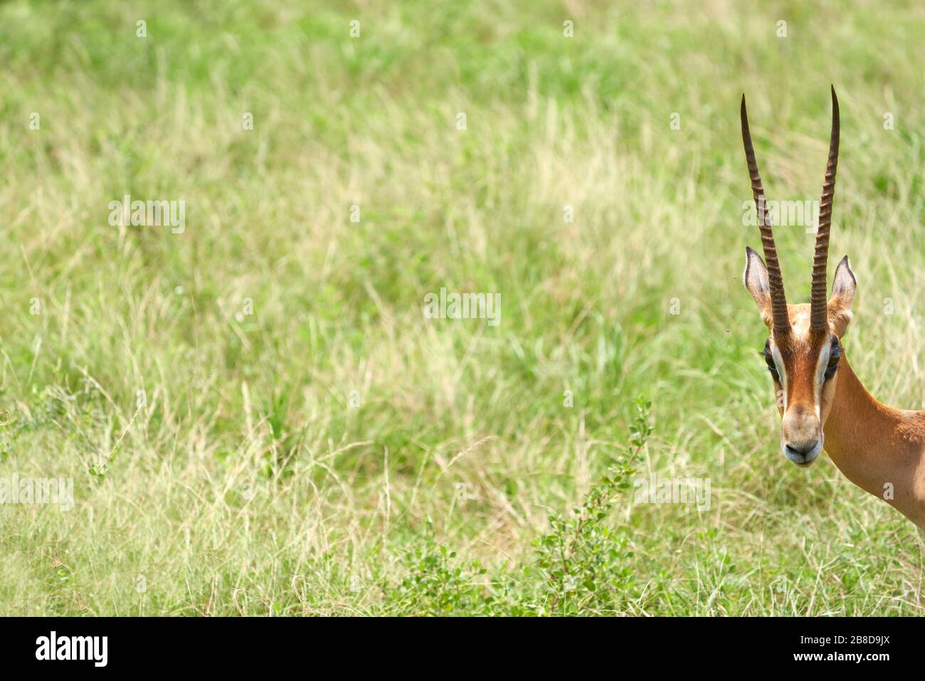 Gazelle Grant's giovane maschio che sbirciava nella cornice - Tsavo East National Park nel Kenya meridionale Foto Stock