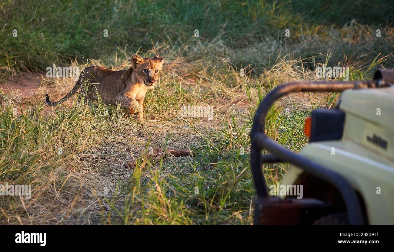 Cucciolo di Leone che segue la madre attraverso una linea di veicoli safari nel Parco Nazionale di Tsavo nel Kenya meridionale Foto Stock