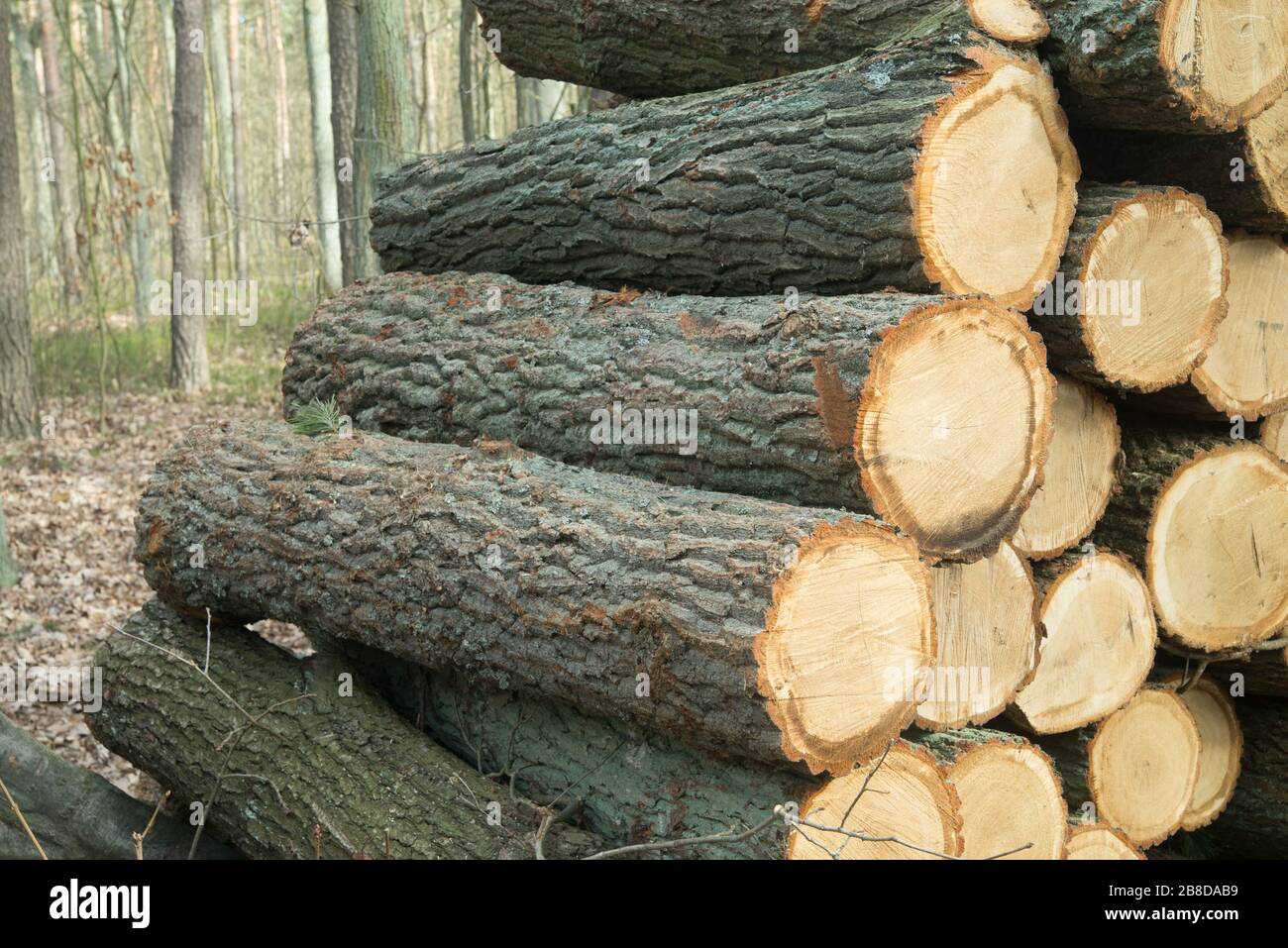 mucchio di tronchi di pino tagliato nella foresta Foto Stock