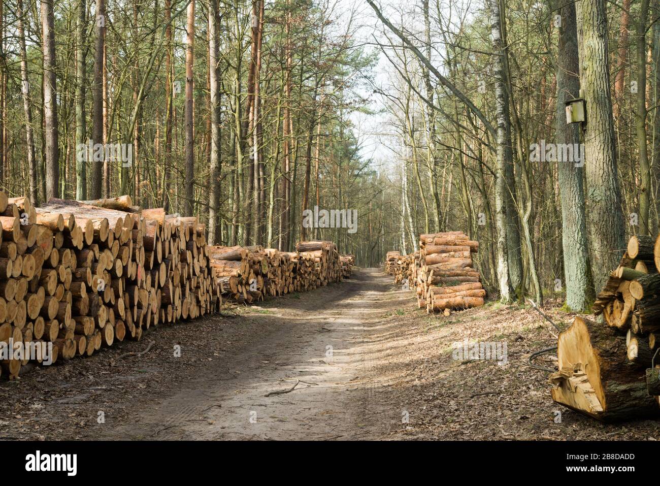 pile di tronchi di pino su strada forestale in giornata di sole Foto Stock