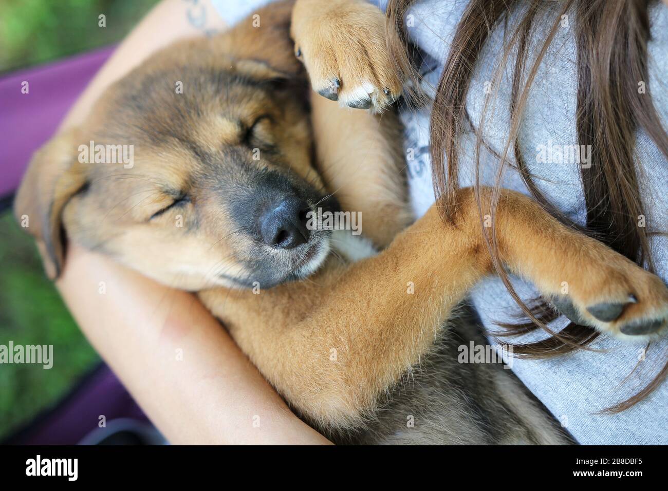 Un nuovo cane pastore tedesco, Husky cucciolo di razza mista dorme tra le braccia del suo proprietario. Foto Stock