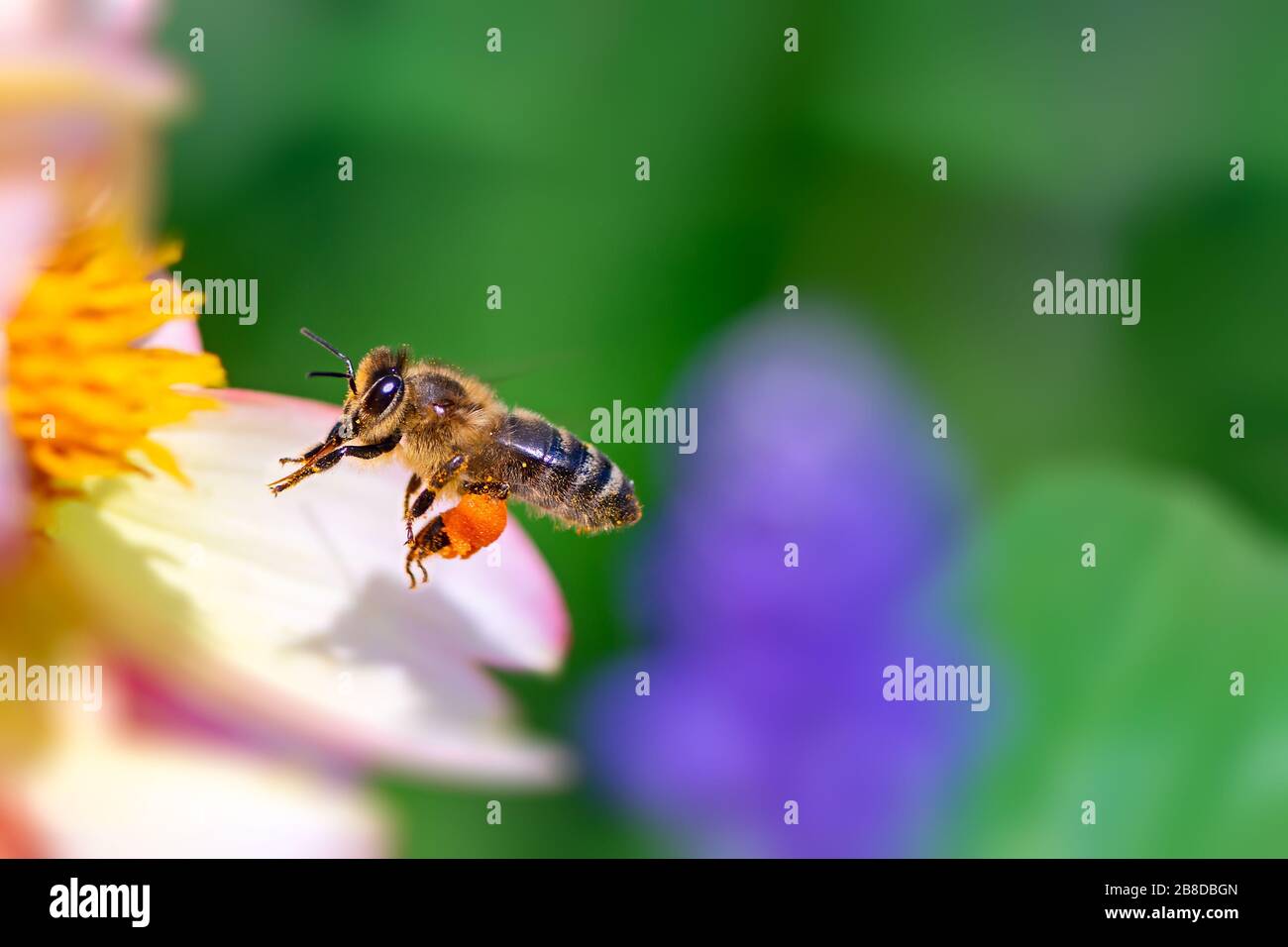 Ape di miele che vola ad un fiore rosa Foto Stock
