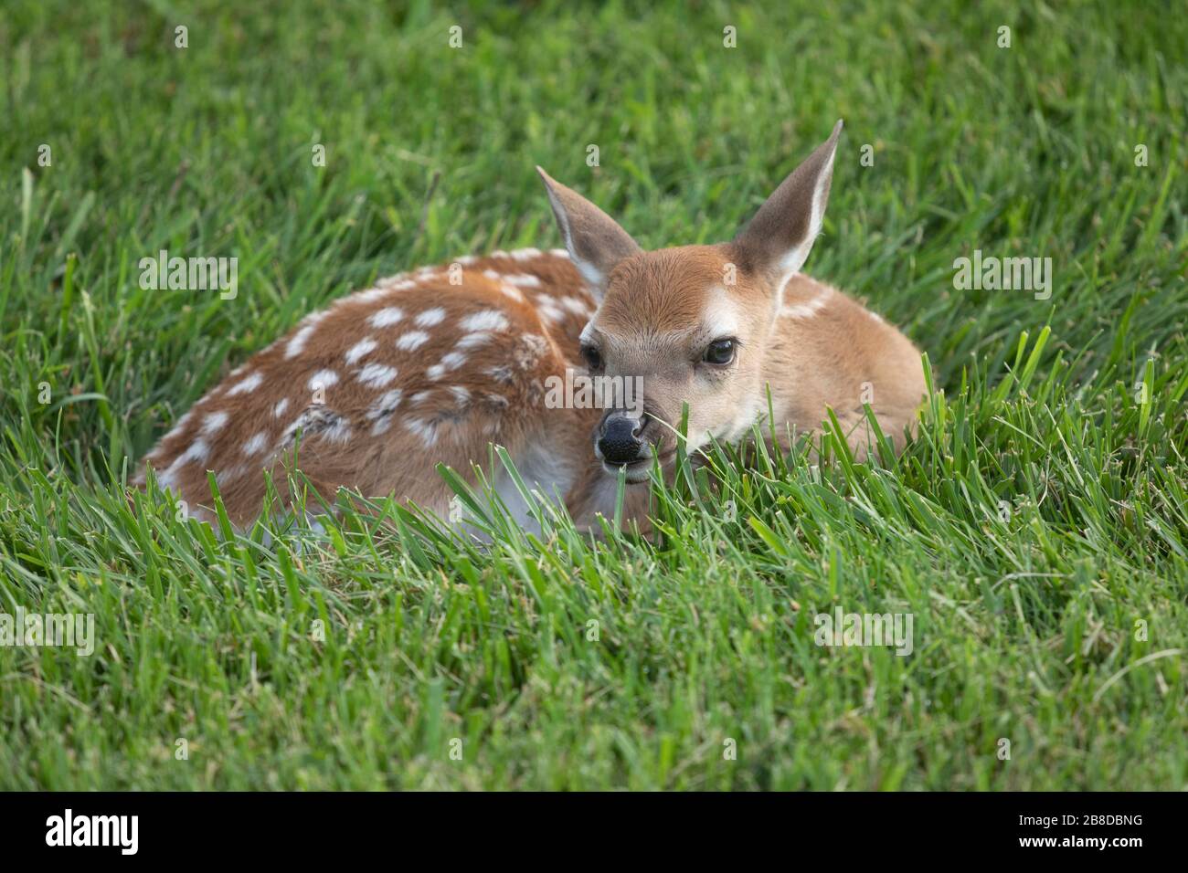 Wild baby Deer Fawn Foto Stock