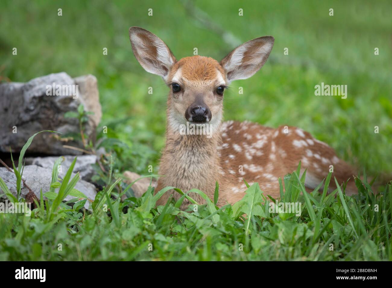 Wild baby Deer Fawn Foto Stock