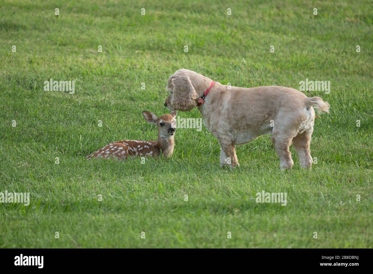 Wild baby Deer Fawn giocando con il cucciolo Foto Stock