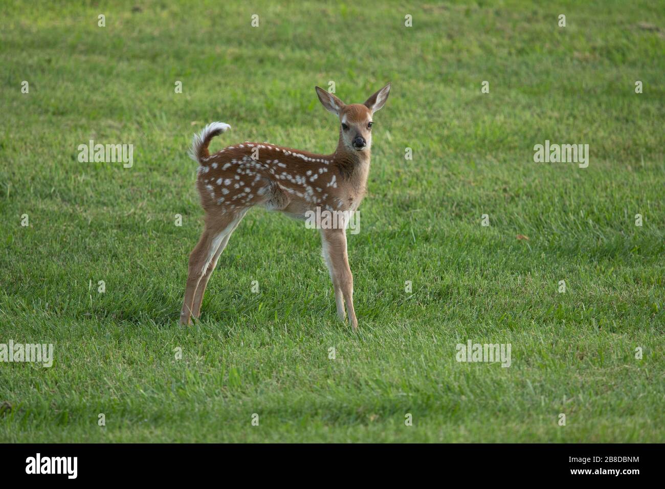 Wild baby Deer Fawn Foto Stock