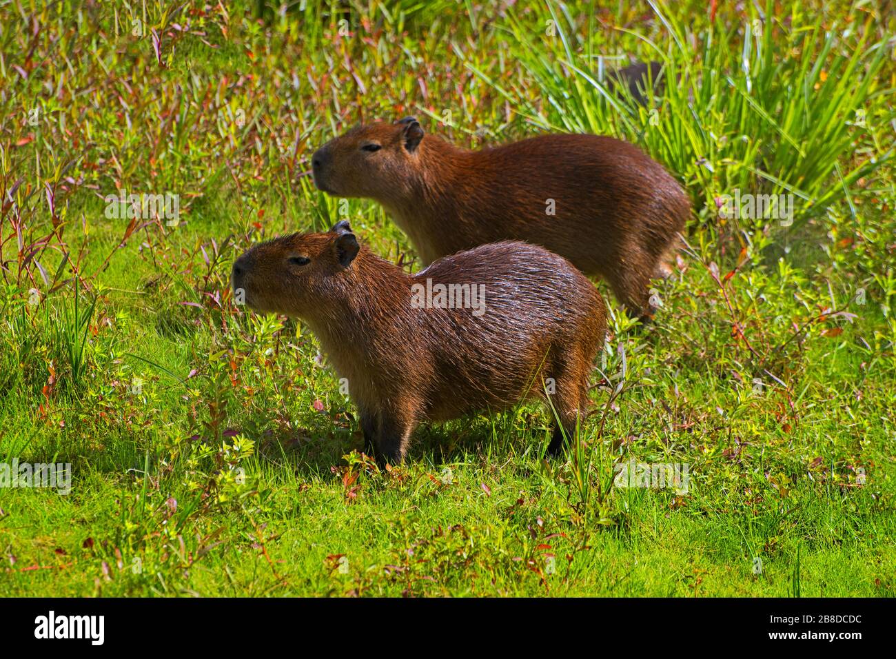 Parco Nazionale di El Palmar, Provincia Entre Rios / Argentina: Capybara, il più grande roditore vivente del mondo Foto Stock