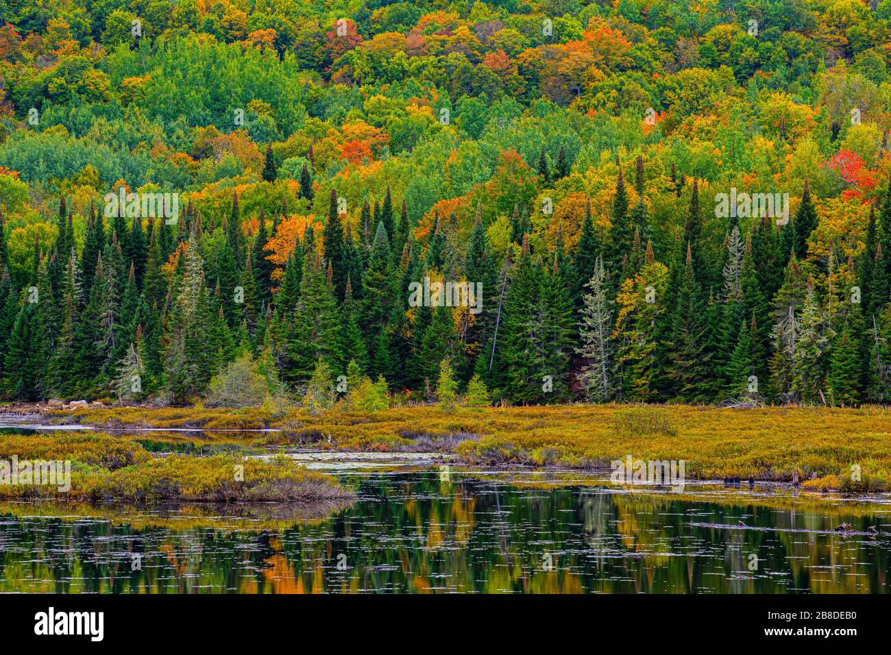 Autunno foresta riflessa nel lago vicino la Minerve Laurentians Quebec Canada Foto Stock