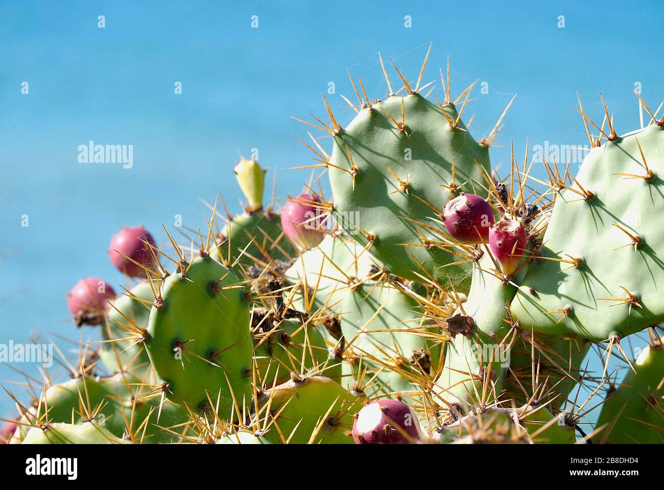 Cactus di pera prickly con i fichi rossi isolati con l'agrifoglio blu Foto Stock