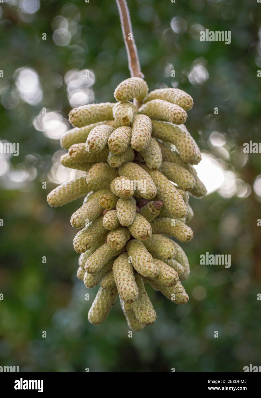 Corylus avellana "Contorta". Catkins del Cavatappi Hazel in febbraio, Baviera, Germania, Europa Foto Stock