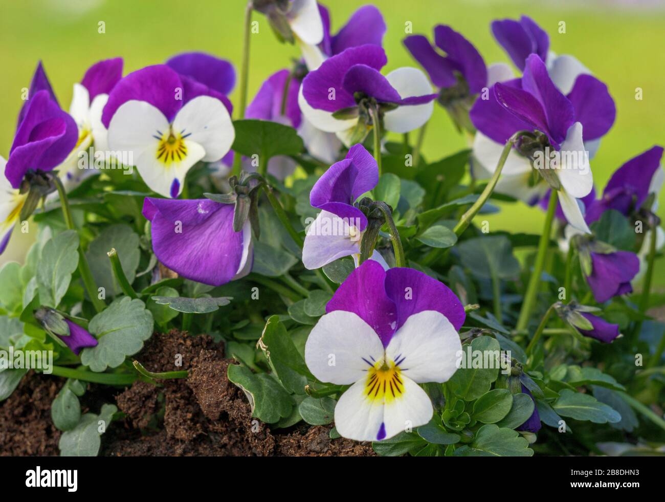 Heartsease (Viola tricolore), Baviera, Germania, Europa Foto Stock