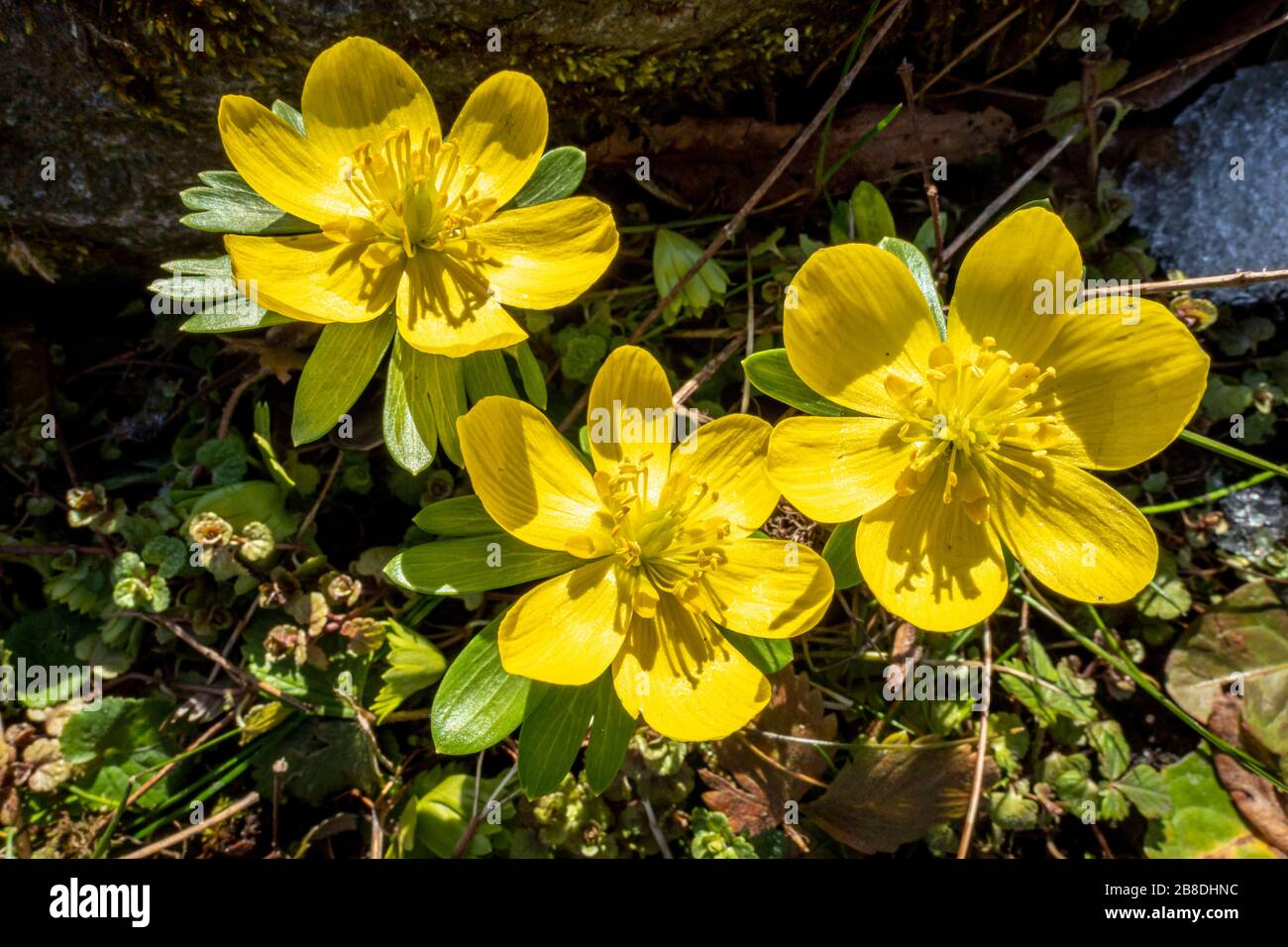 Fiori gialli dell'aconite invernale, Eranthis hyemalis, Baviera, Germania, Europa Foto Stock